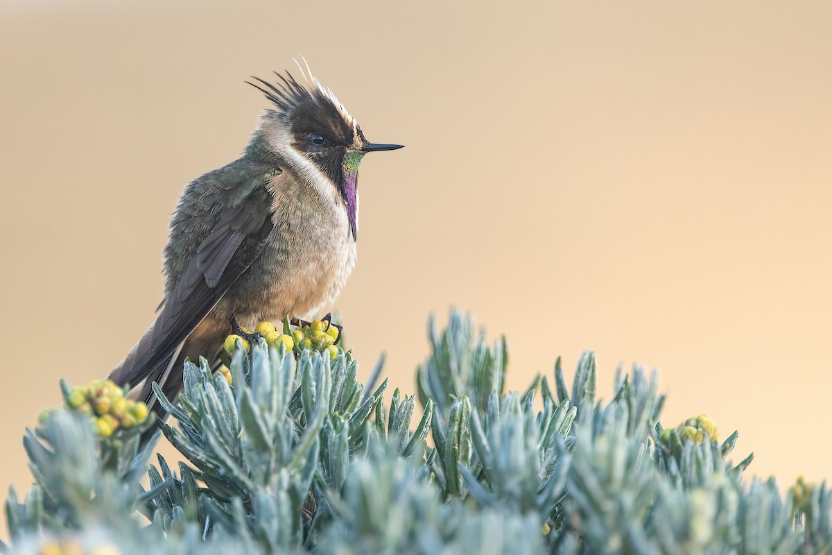 kolibřík tolimský - ML618565813
