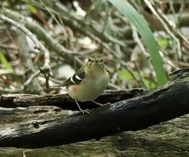 Bay-breasted Warbler - ML618565835