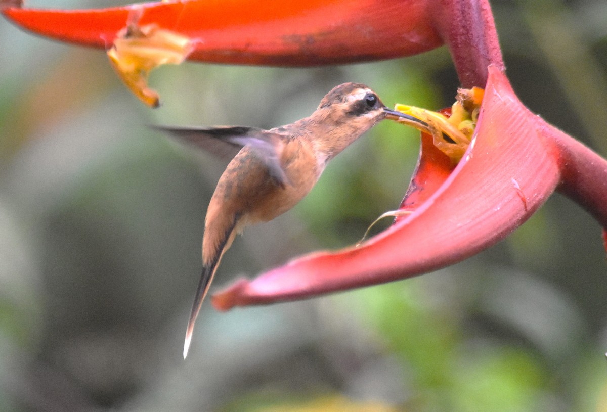 kolibřík proužkohrdlý - ML618565878