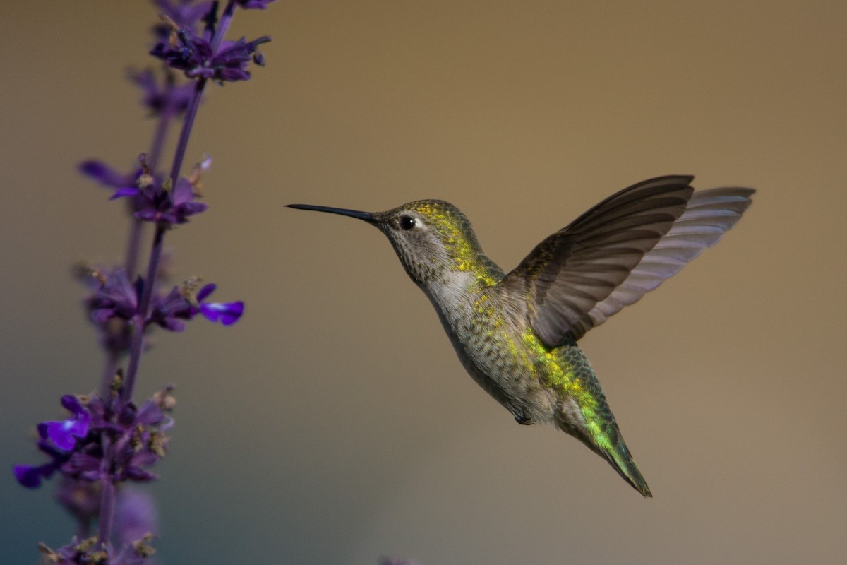Anna's Hummingbird - ML618565881
