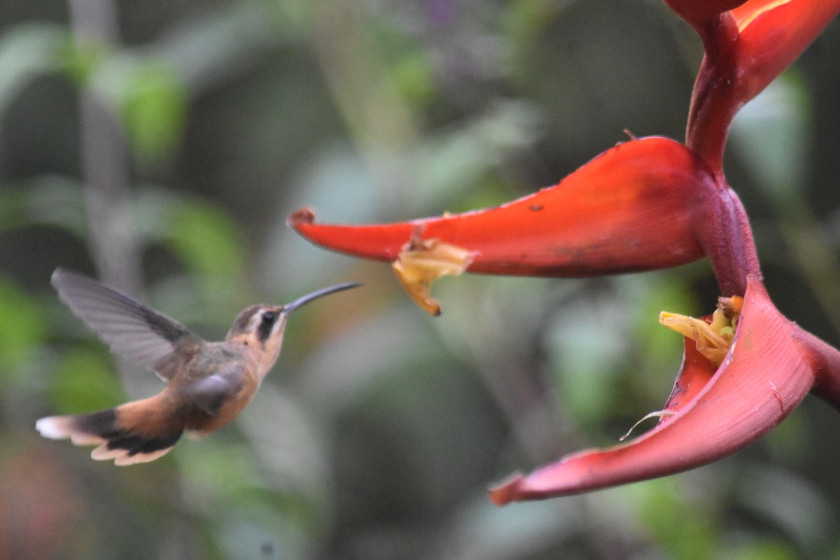 kolibřík proužkohrdlý - ML618565882