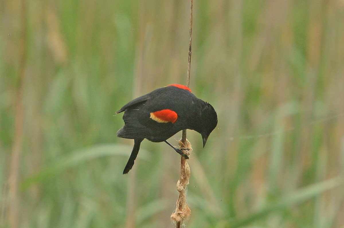 Red-winged Blackbird - ML618565888