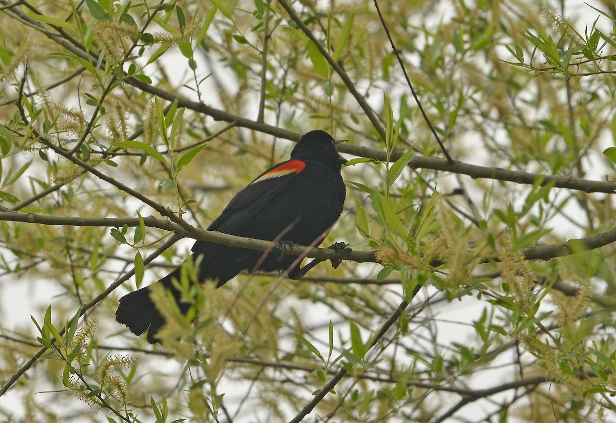 Red-winged Blackbird - ML618565890