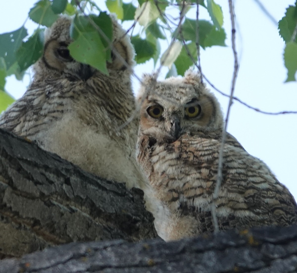 Great Horned Owl - ML618565911