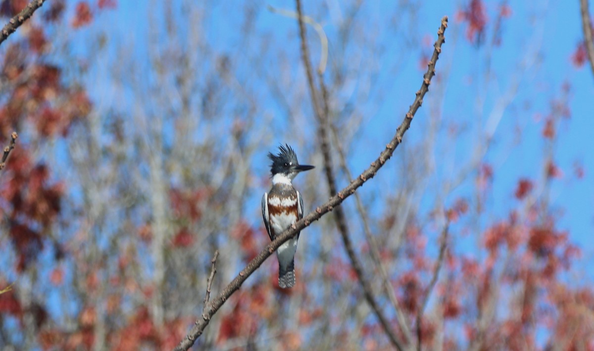 Belted Kingfisher - ML618565920