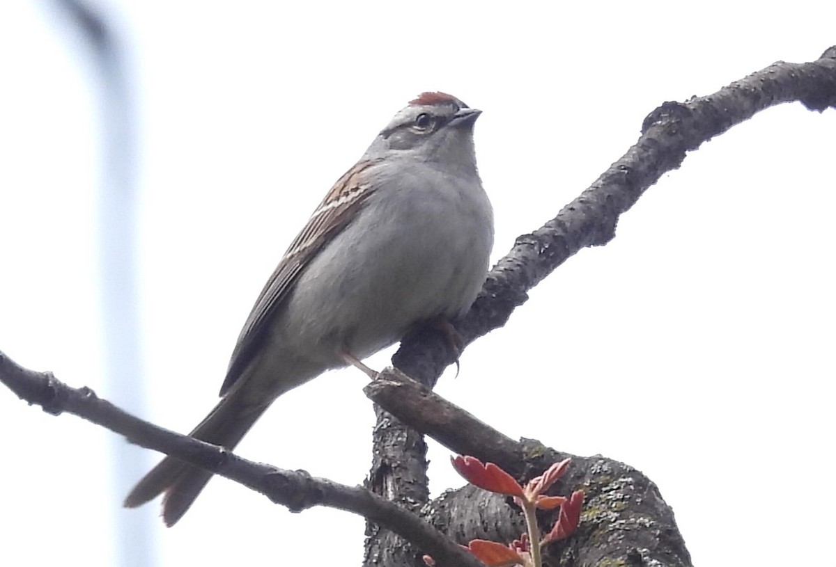Chipping Sparrow - ML618565921