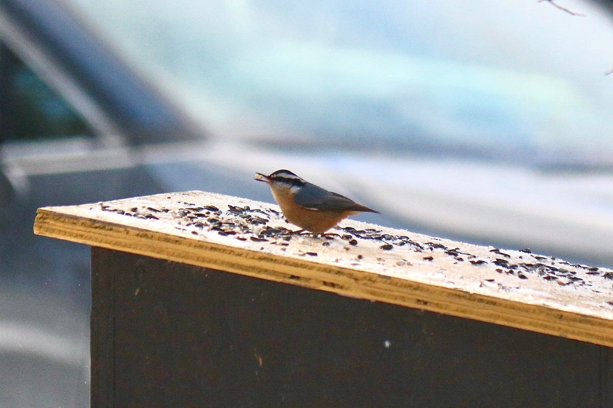 Red-breasted Nuthatch - ML618565923