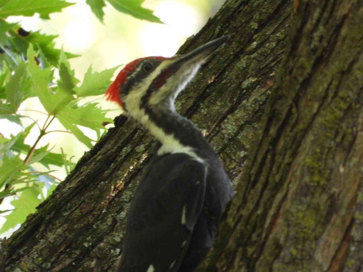 Pileated Woodpecker - ML618565951