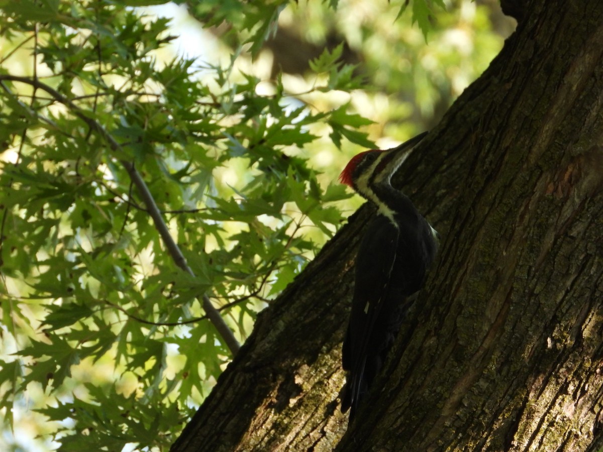 Pileated Woodpecker - ML618565952