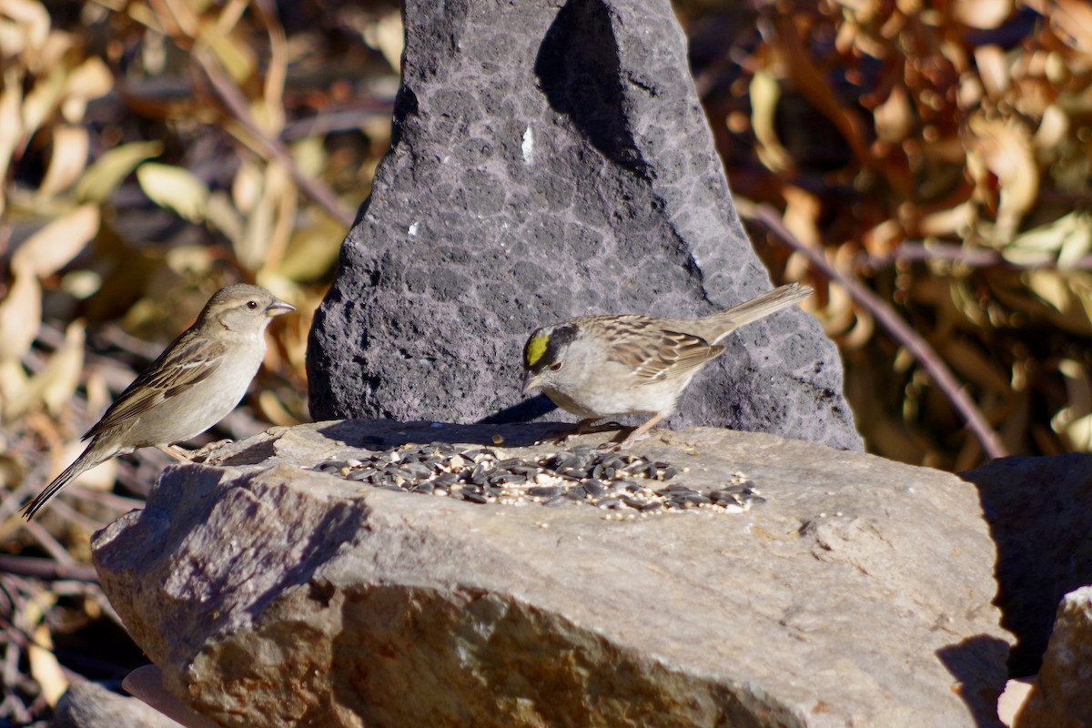Golden-crowned Sparrow - ML618566006