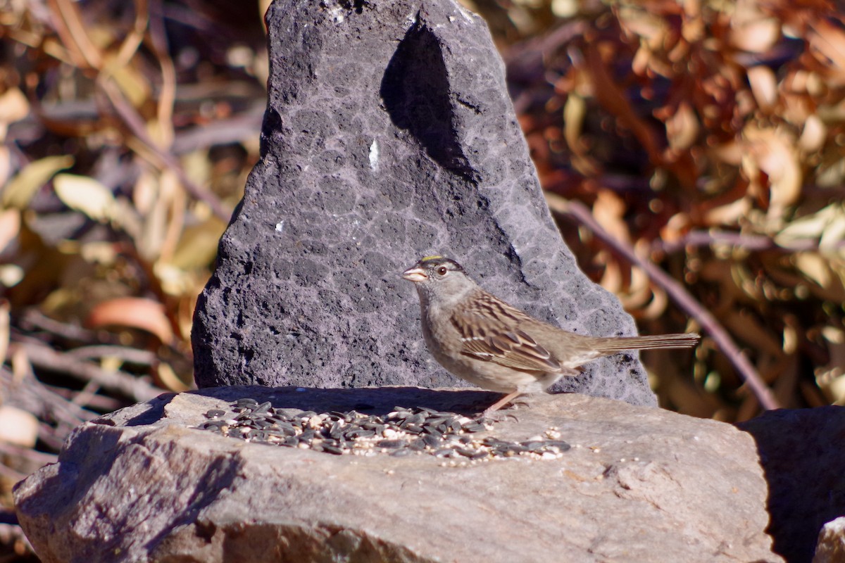 Golden-crowned Sparrow - ML618566008