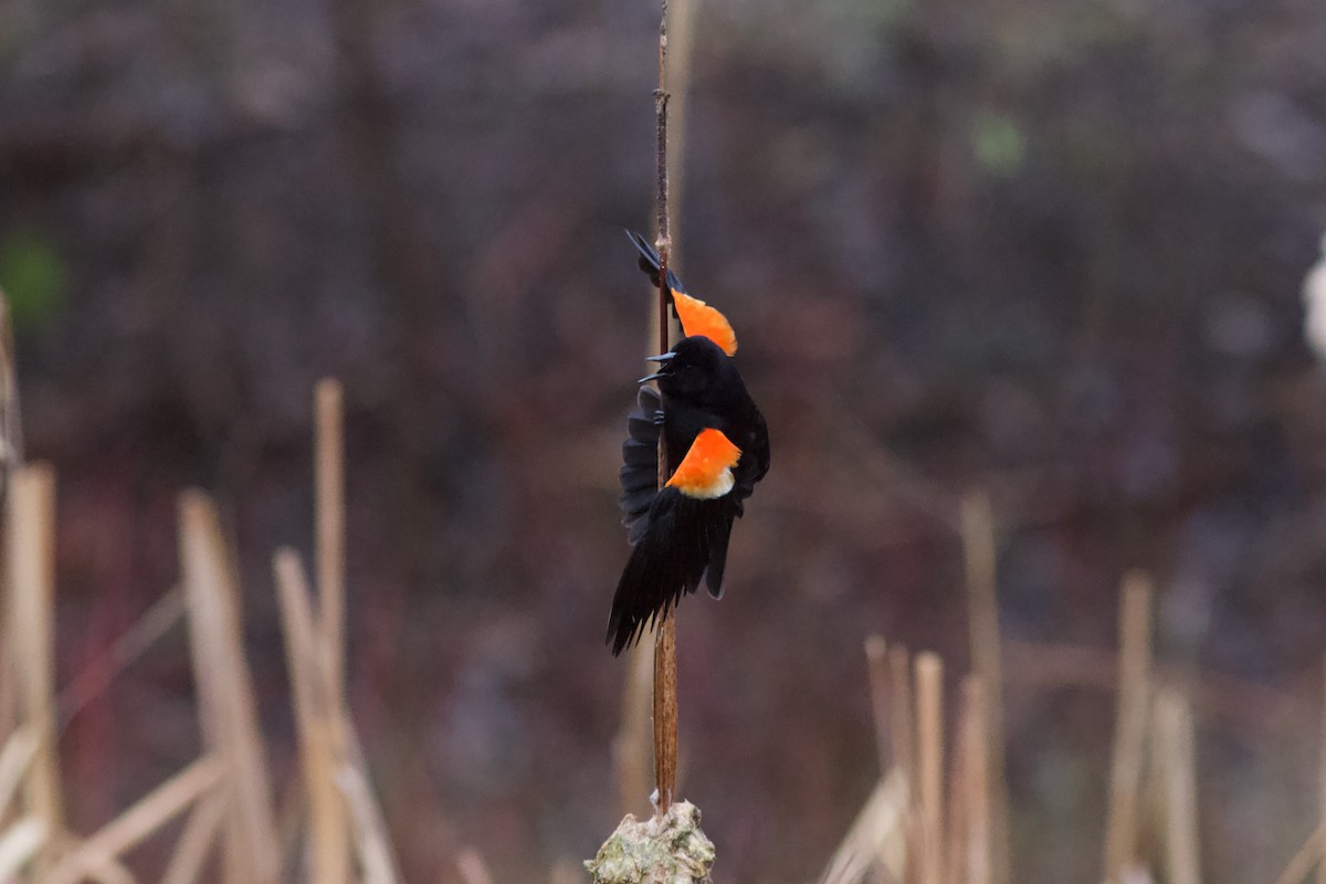 Red-winged Blackbird - ML618566017