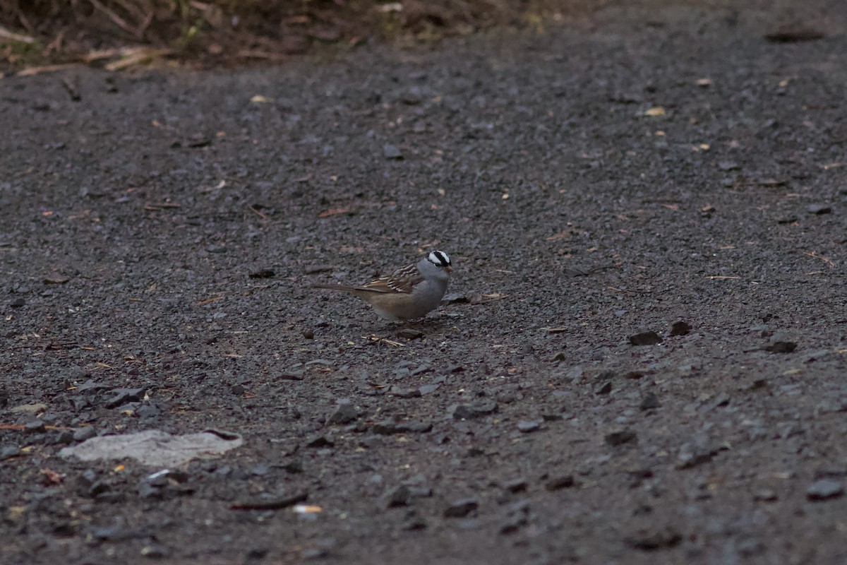 White-crowned Sparrow - ML618566023