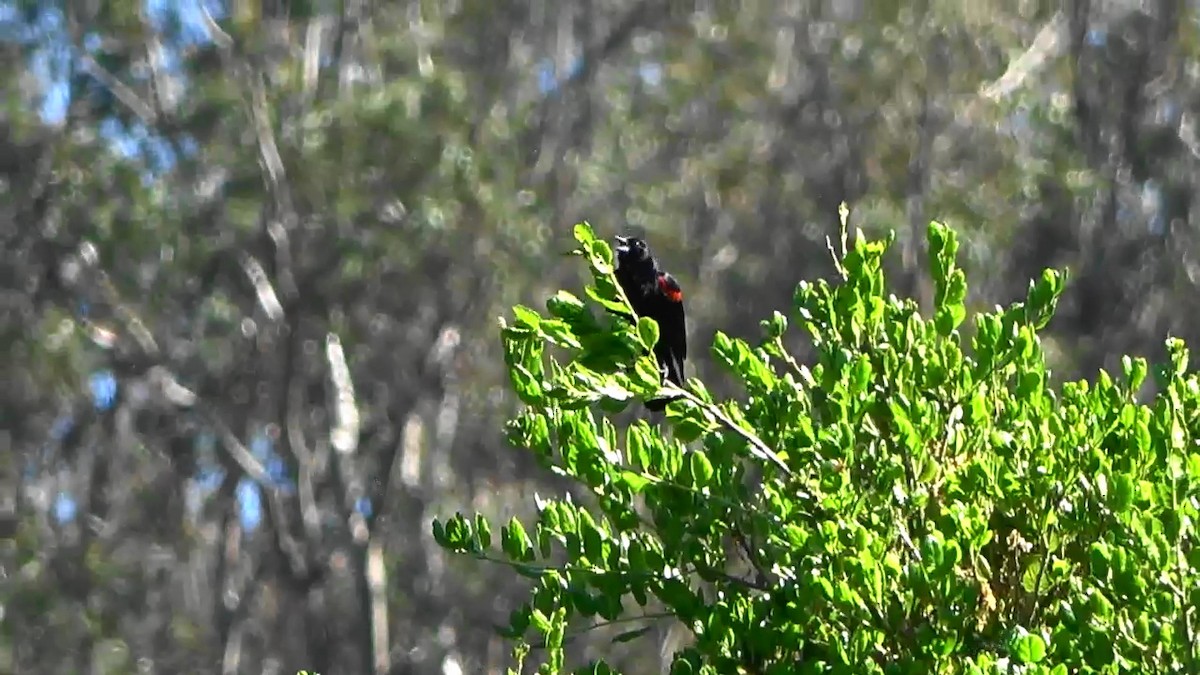 Red-winged Blackbird - ML618566048