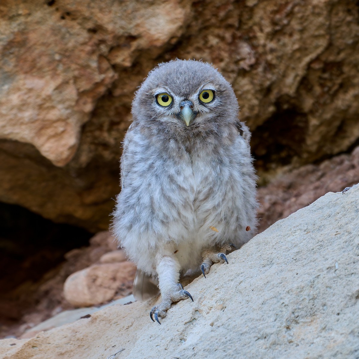 Little Owl - Tomáš Grim