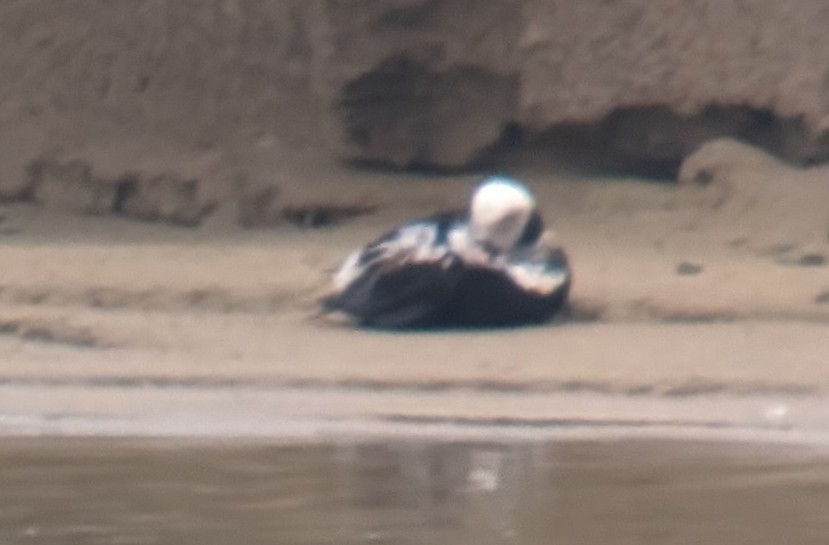 Long-tailed Duck - ML618566081