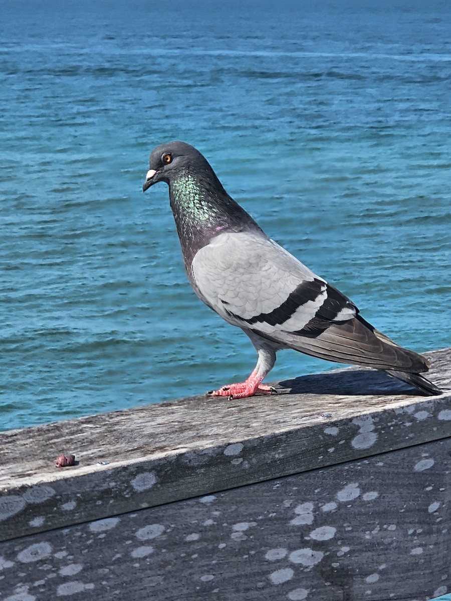 Rock Pigeon (Feral Pigeon) - ML618566088