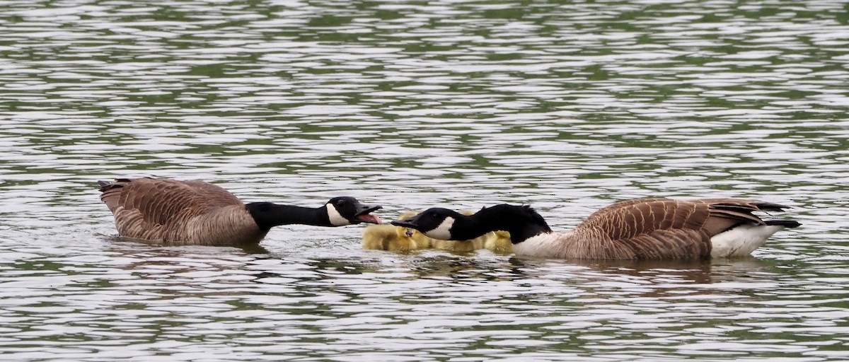 Canada Goose (canadensis Group) - ML618566147