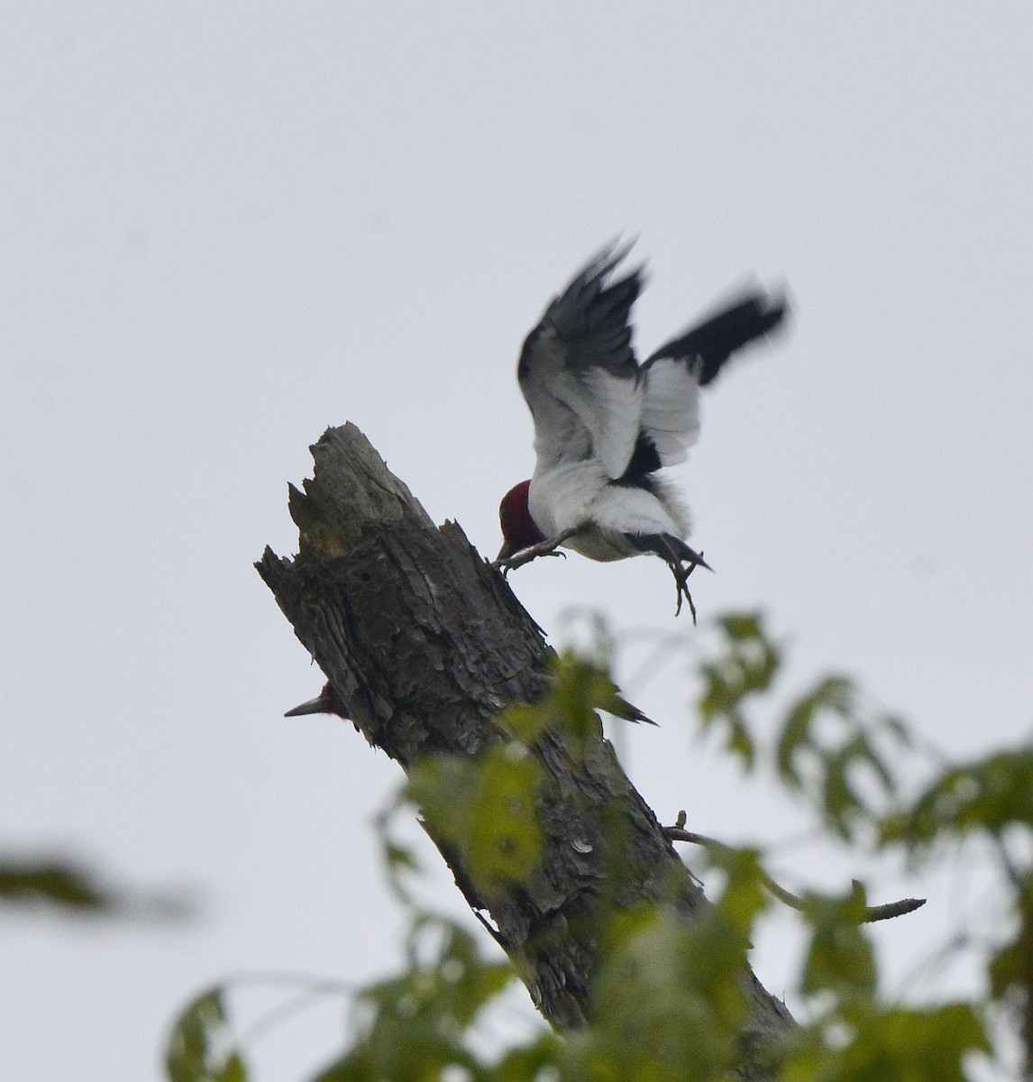 Red-headed Woodpecker - ML618566163