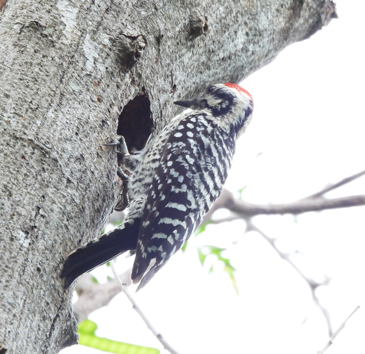 Ladder-backed Woodpecker - ML618566176