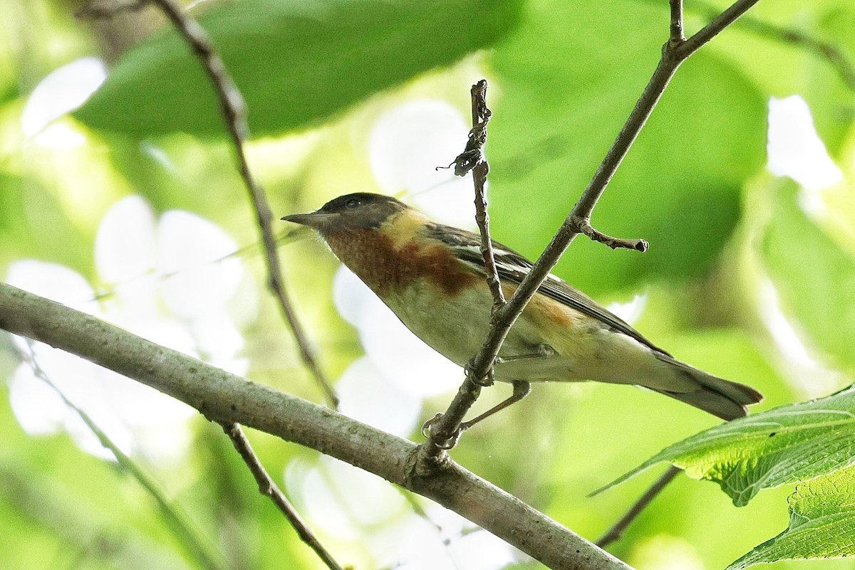 Bay-breasted Warbler - ML618566177