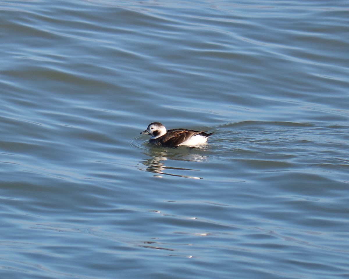 Long-tailed Duck - ML618566180