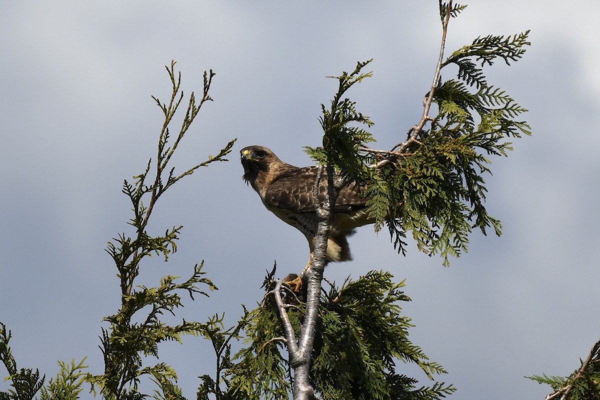 Red-tailed Hawk - ML618566196