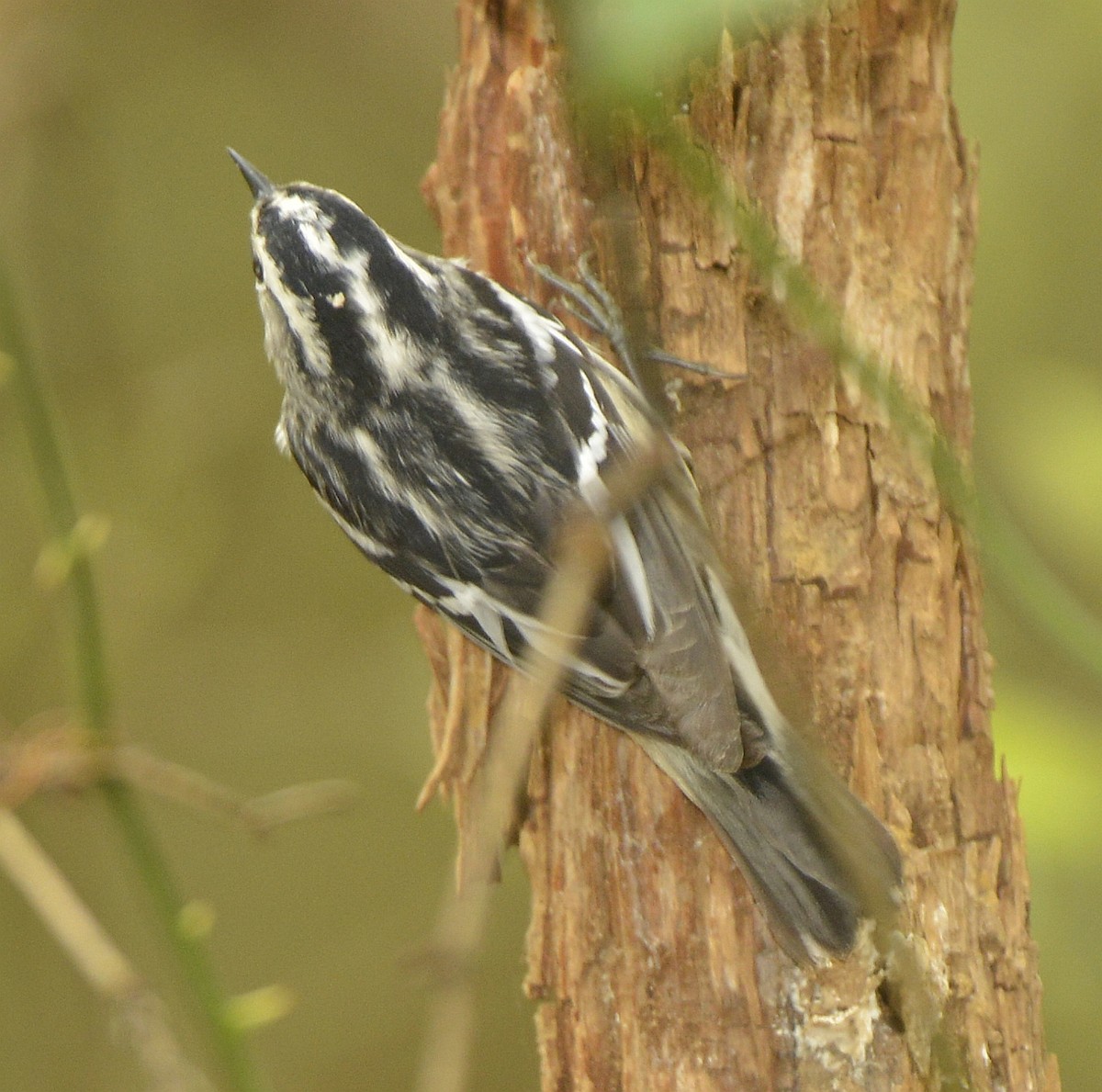 Black-and-white Warbler - ML618566202
