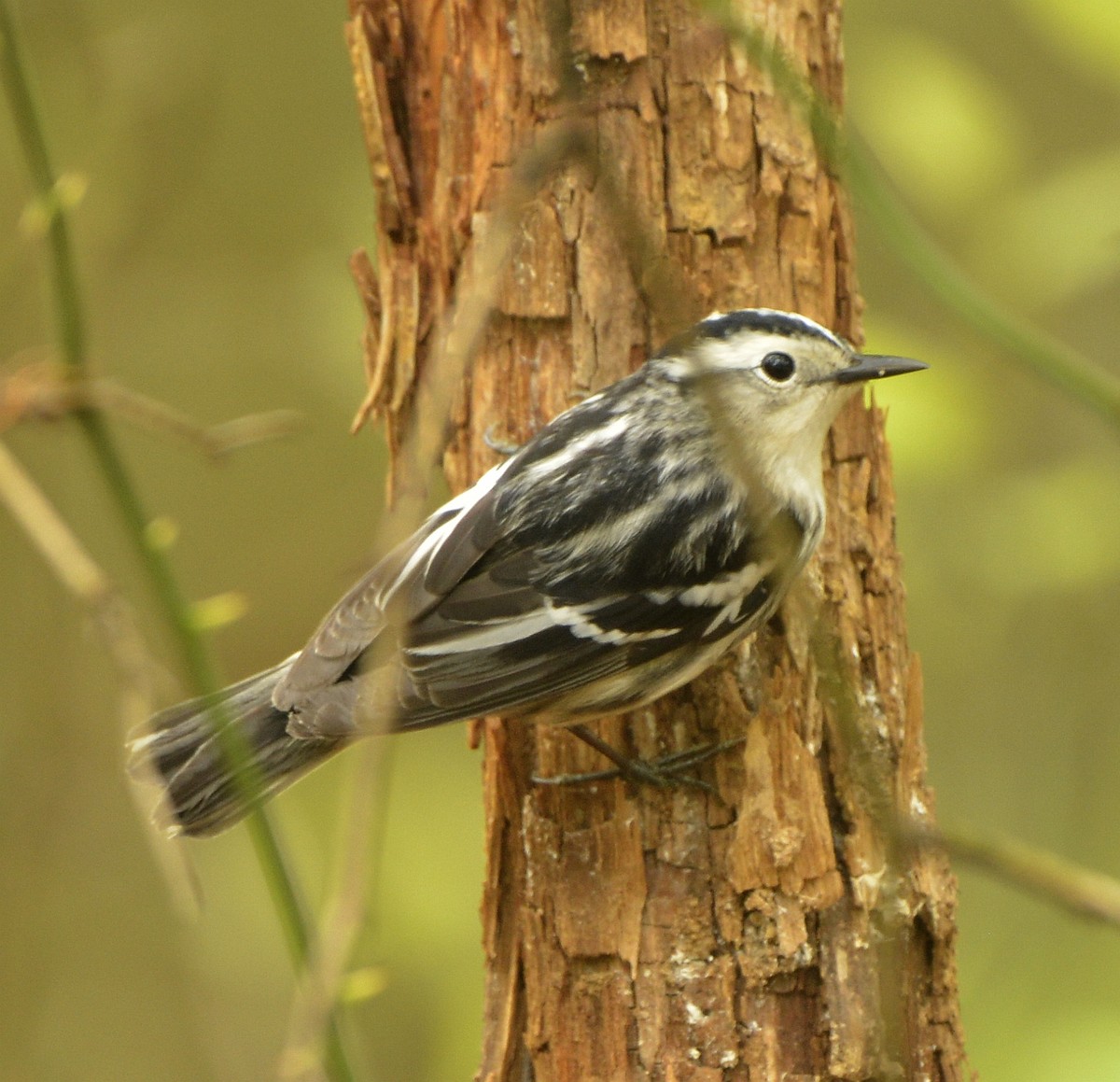 Black-and-white Warbler - ML618566204