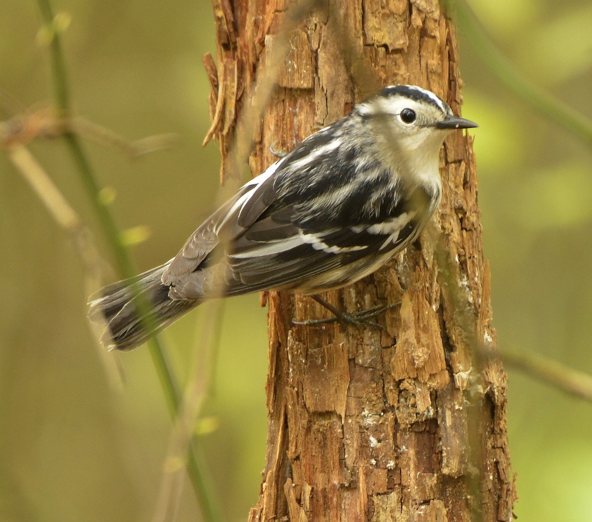 Black-and-white Warbler - ML618566205