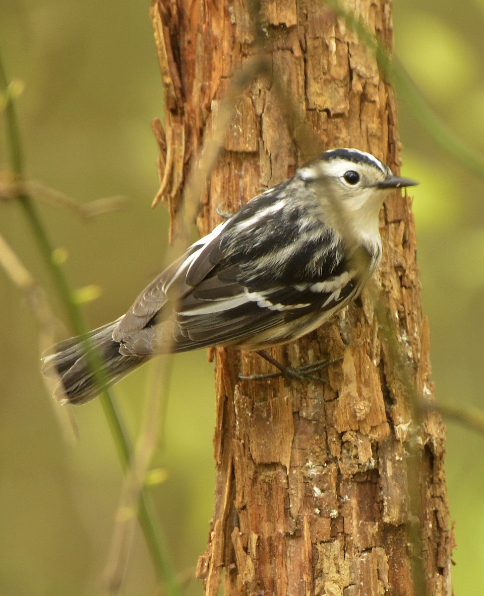 Black-and-white Warbler - ML618566207