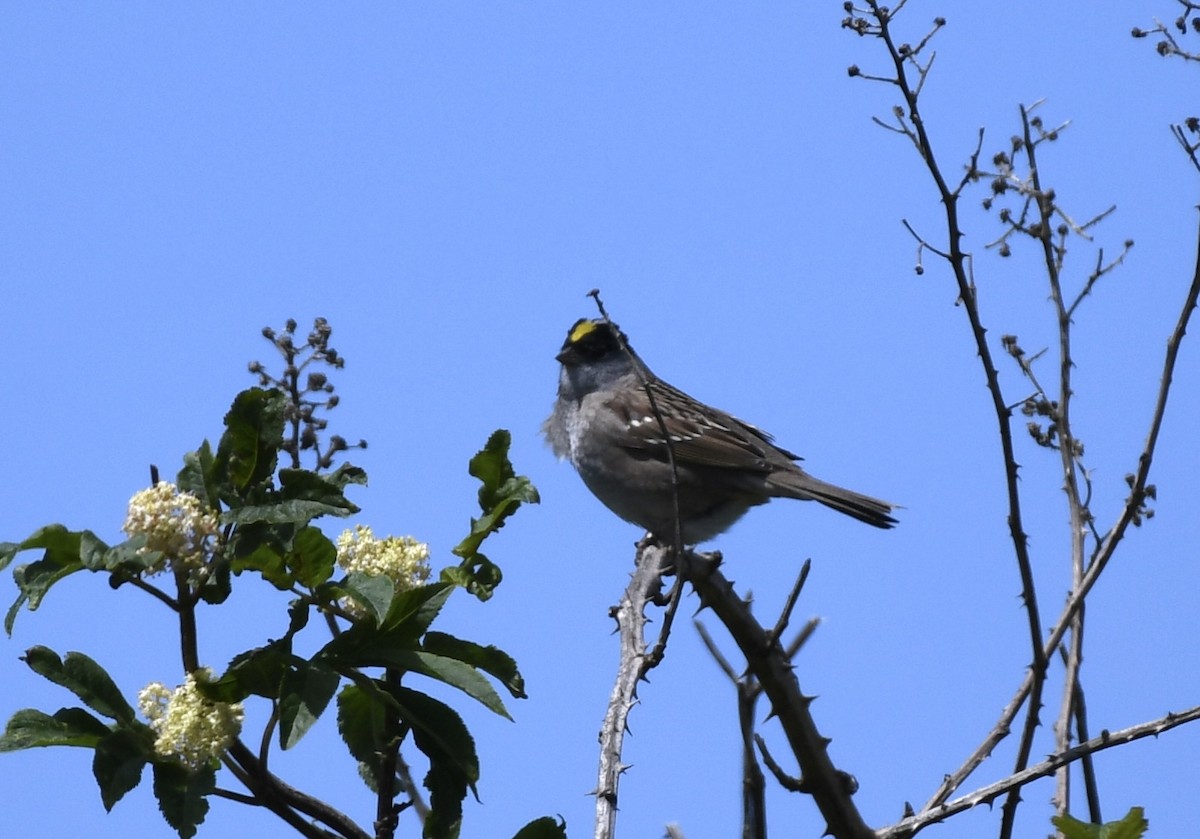 Golden-crowned Sparrow - ML618566235