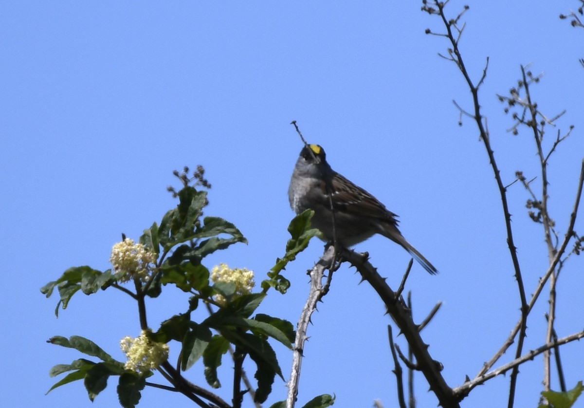 Golden-crowned Sparrow - ML618566236