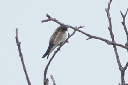 Northern Rough-winged Swallow - ML618566254