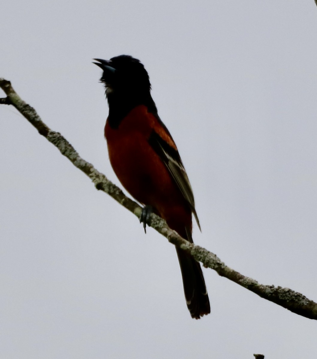 Orchard Oriole - ML618566263