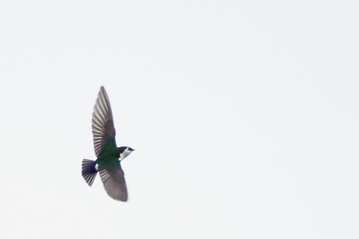 Violet-green Swallow - ML618566275