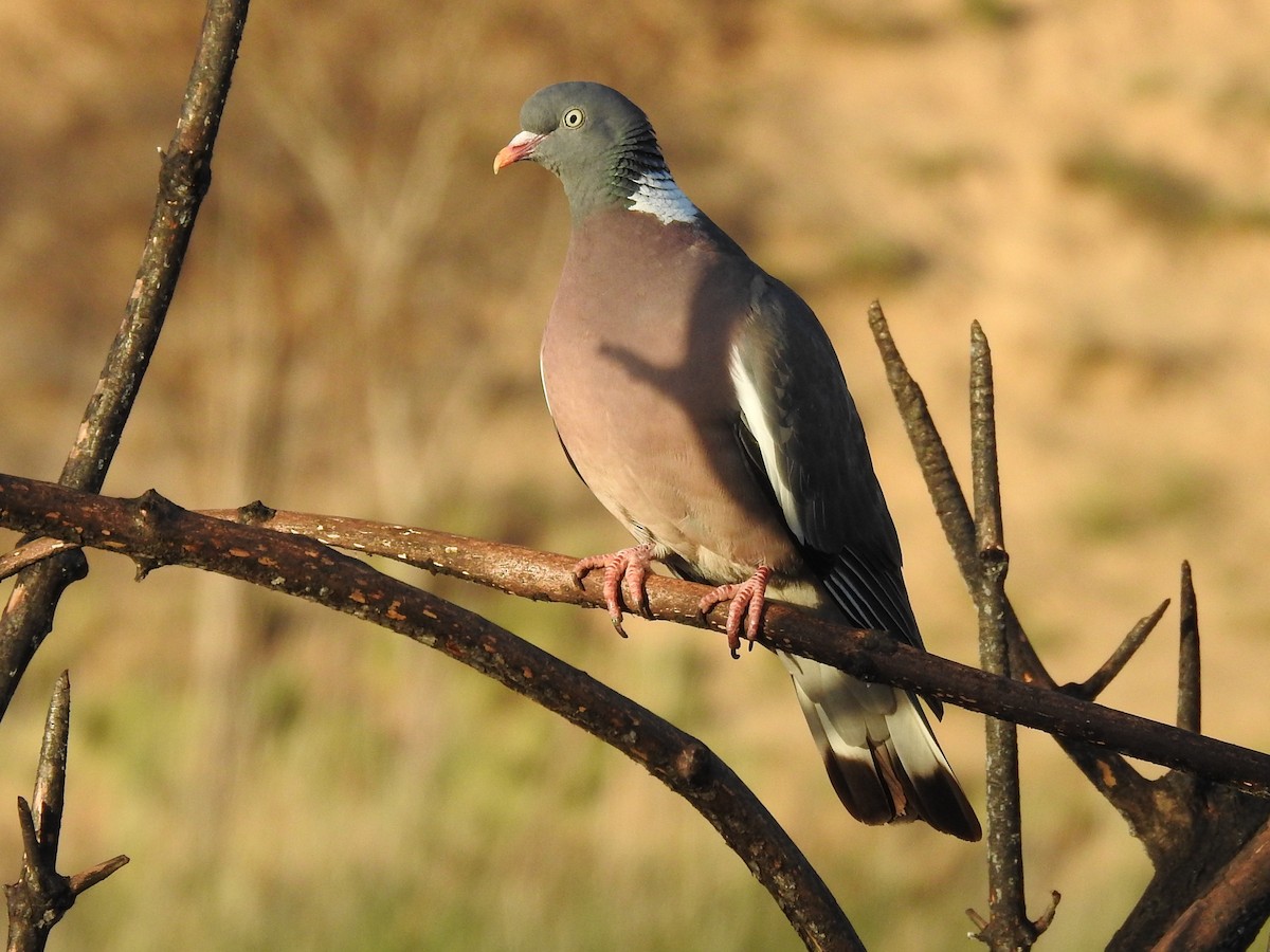 Common Wood-Pigeon - ML618566296