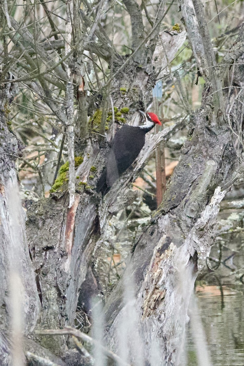 Pileated Woodpecker - ML618566347