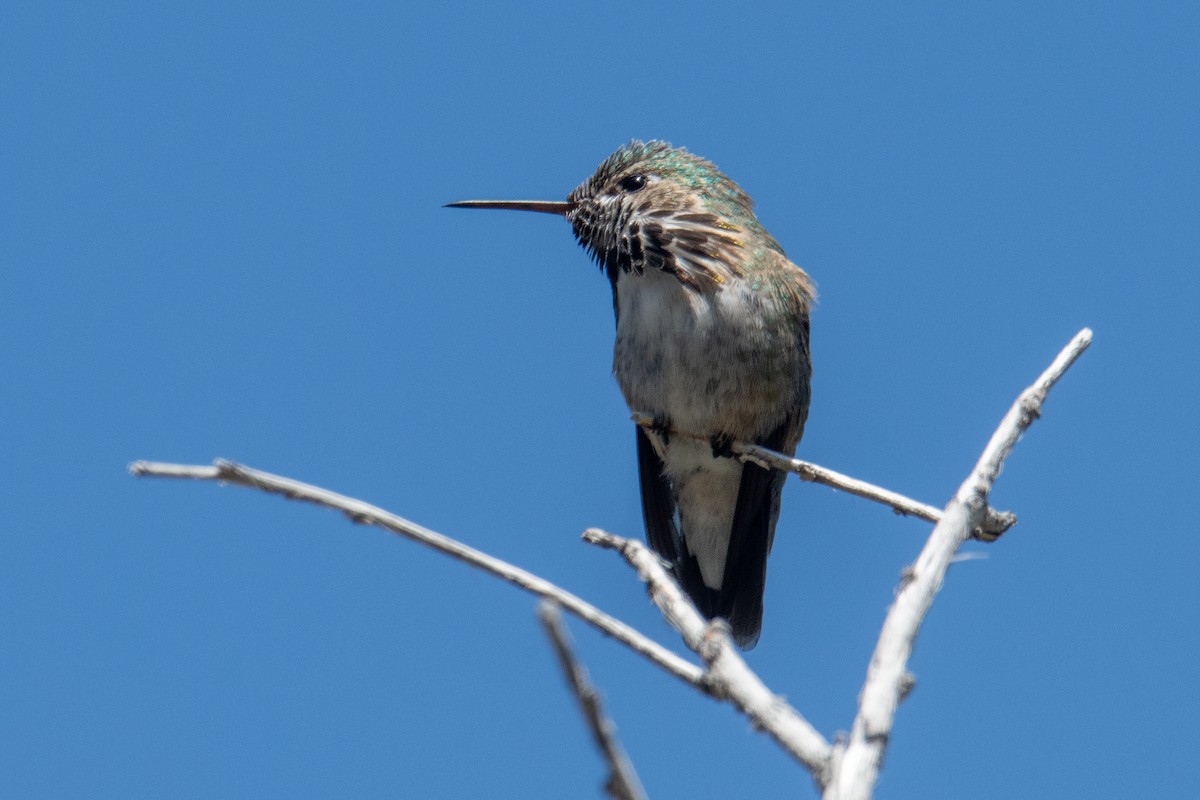 Calliope Hummingbird - ML618566349