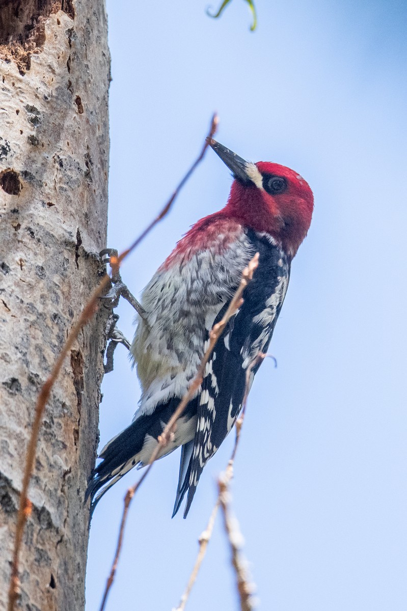 Red-breasted Sapsucker - ML618566363