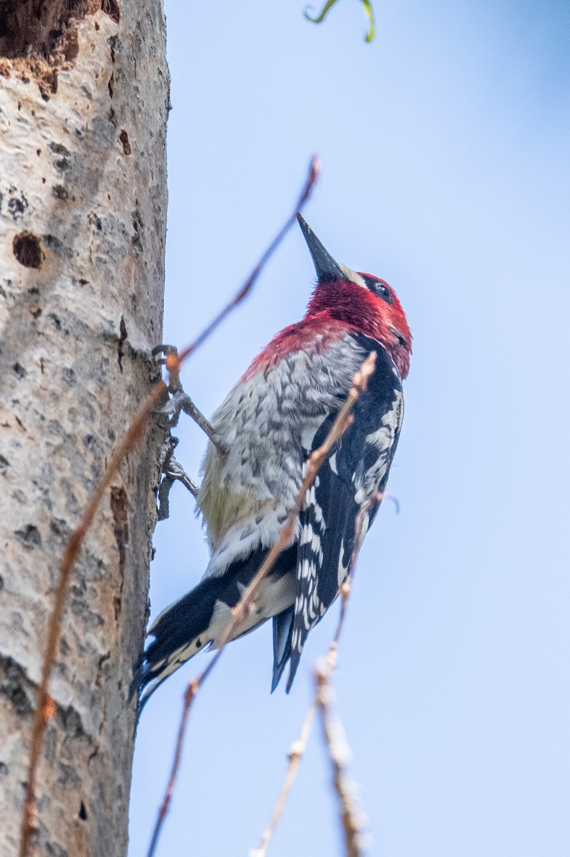 Red-breasted Sapsucker - ML618566365
