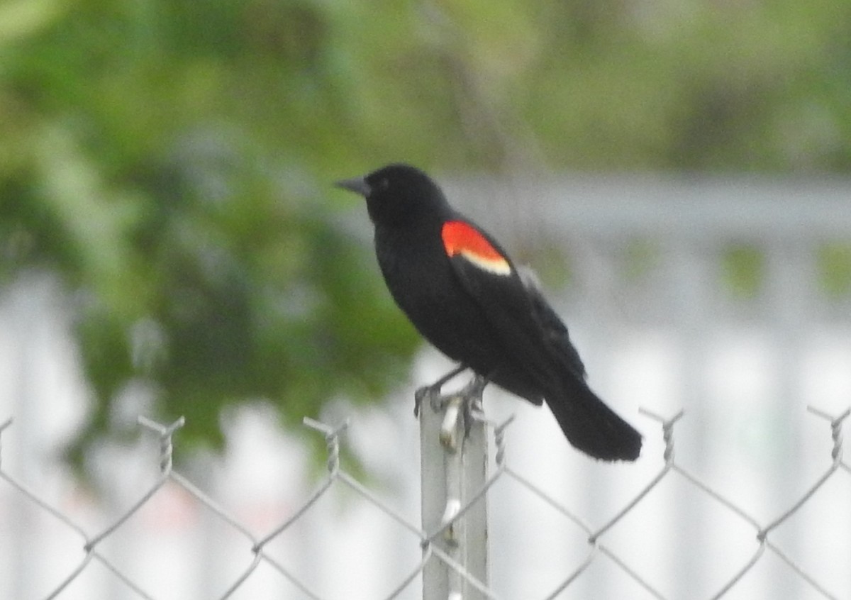 Red-winged Blackbird - ML618566386