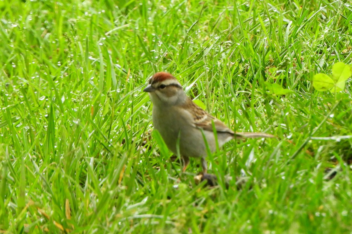Chipping Sparrow - ML618566388