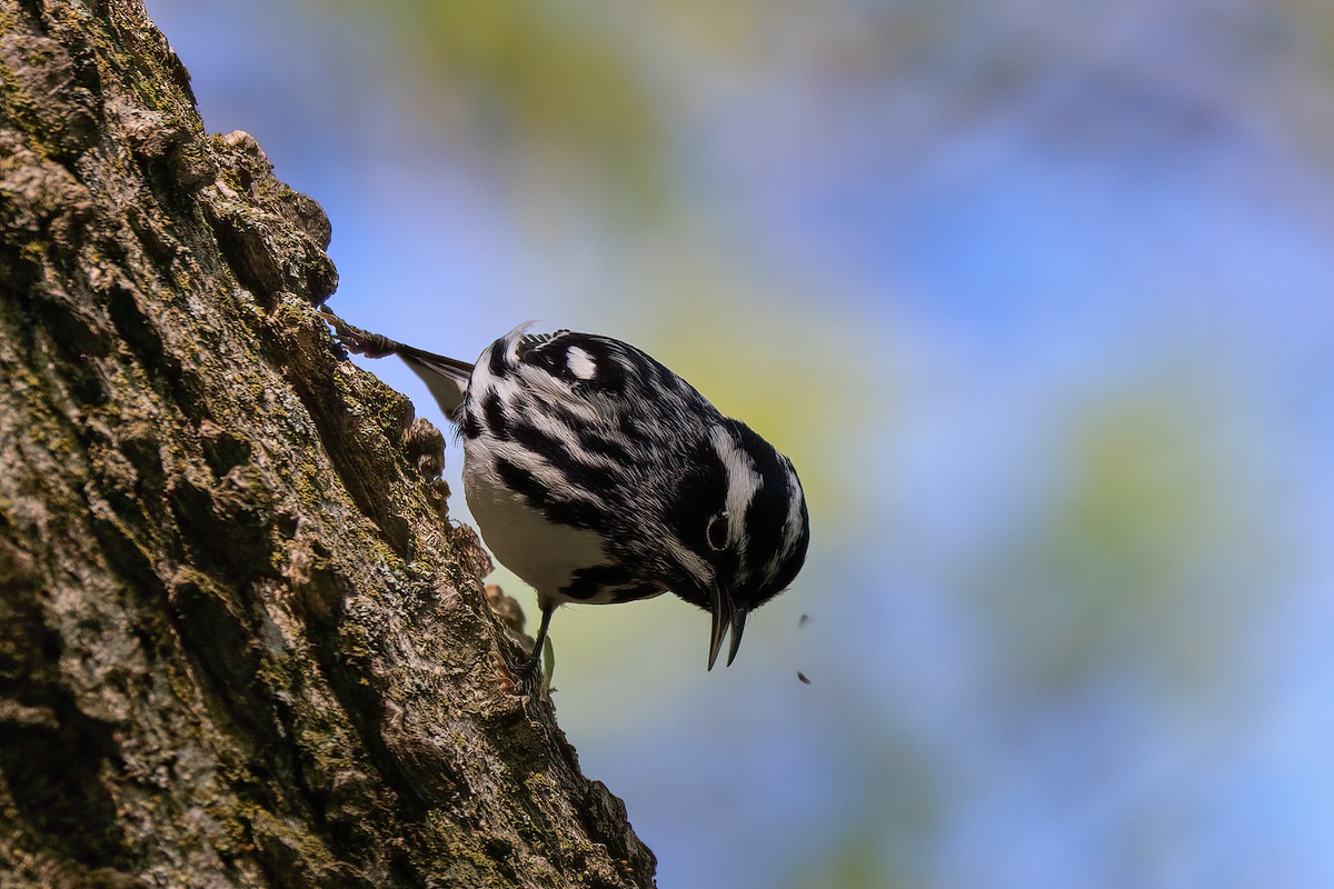 Black-and-white Warbler - ML618566404