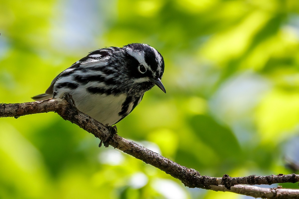 Black-and-white Warbler - ML618566405