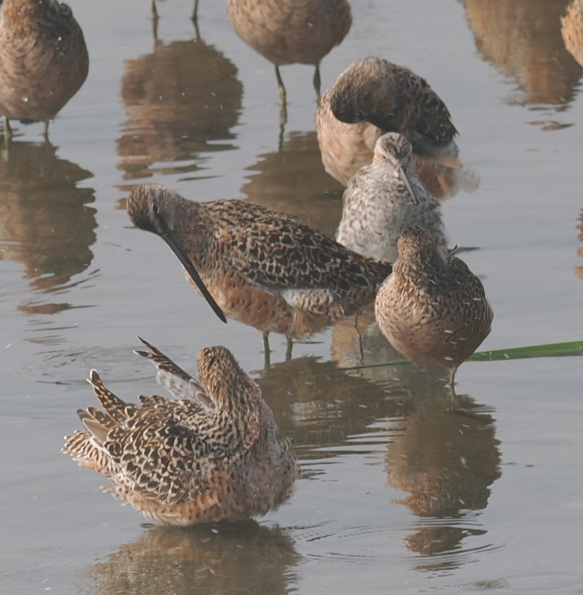 Long-billed Dowitcher - ML618566407