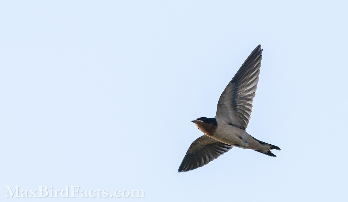 Barn Swallow (American) - ML618566409