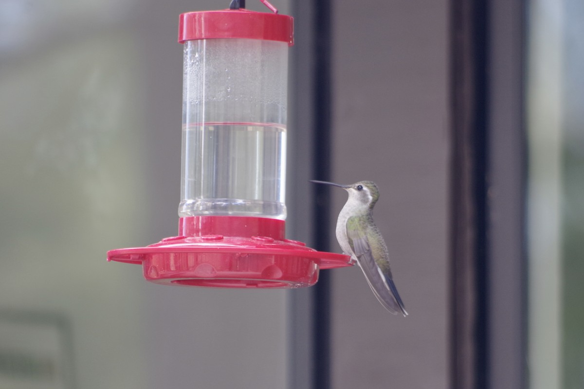 kolibřík blankytohrdlý - ML618566508