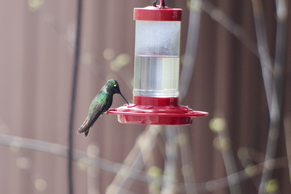 kolibřík skvostný - ML618566510