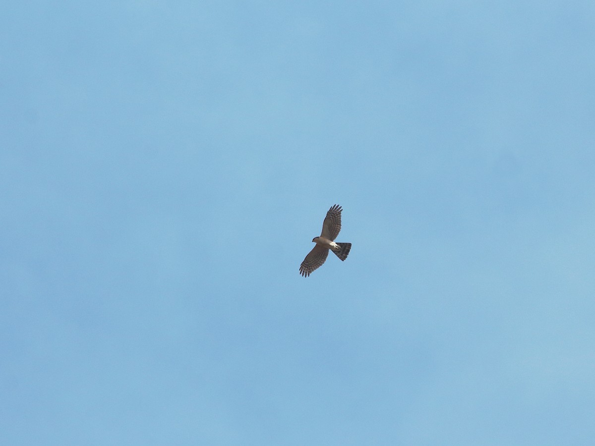 Eurasian Sparrowhawk - ML618566532